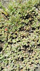 Chasmatophyllum musculinum