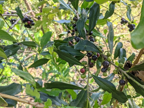 Pseudospondias microcarpa, photograph 4