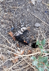 Lophopompilus samariensis