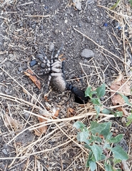 Lophopompilus samariensis