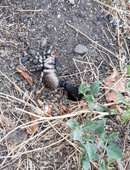 Lophopompilus samariensis