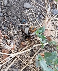 Lophopompilus samariensis