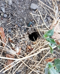 Lophopompilus samariensis