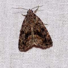 Iambia transversa