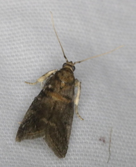 Acrobasis juglandis
