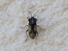 Geocoris lineolus