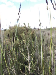 Cliffortia ericifolia
