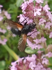 Zophomyia temula