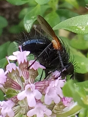 Zophomyia temula
