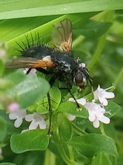 Zophomyia temula