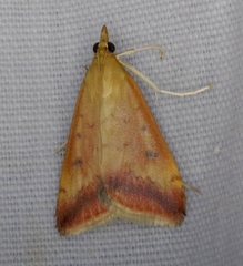 Pyrausta socialis