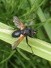 Zophomyia temula
