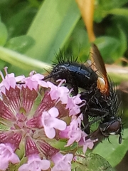 Zophomyia temula