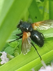 Zophomyia temula