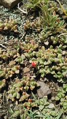Chasmatophyllum musculinum