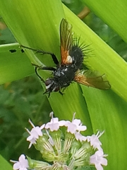 Zophomyia temula