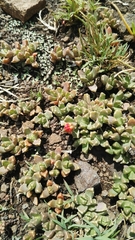 Chasmatophyllum musculinum