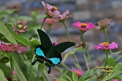 Papilio karna