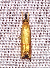 Euchromius ornatus