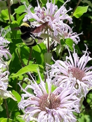 Bombus auricomus