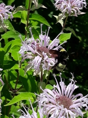 Bombus auricomus