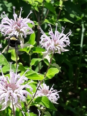 Bombus auricomus