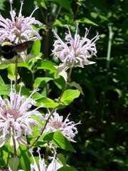 Bombus auricomus
