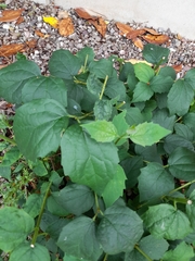 Magnoliopsida