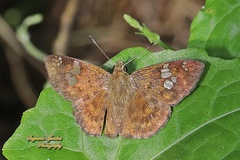 Pseudocoladenia dan