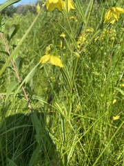 Lysimachia quadriflora
