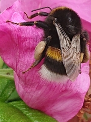 Bombus