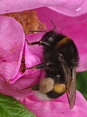 Bombus