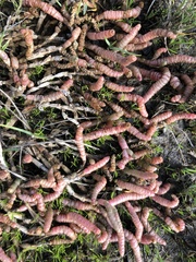 Salicornia natalensis