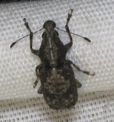 Meconemus infuscatus