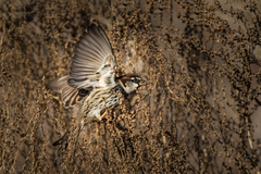 Passer hispaniolensis