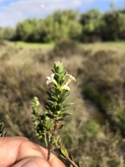 Gnidia spicata