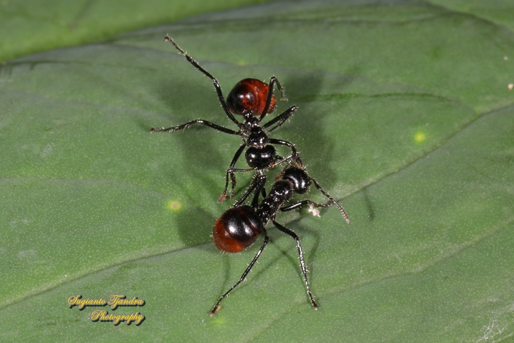 Dolichoderus sulcaticeps