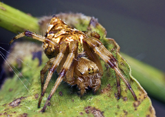 Salsa brisbanae