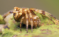 Salsa brisbanae