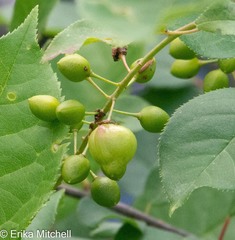 Contarinia virginianiae