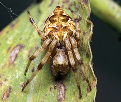 Salsa brisbanae