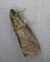 Acrobasis juglandis