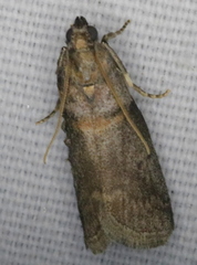 Acrobasis juglandis