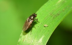 Leptocera