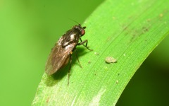 Leptocera
