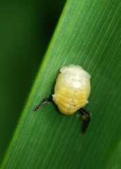 Calvia decemguttata