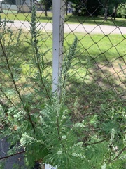 Artemisia vulgaris