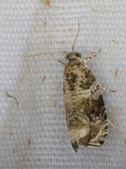 Olethreutes appendiceum