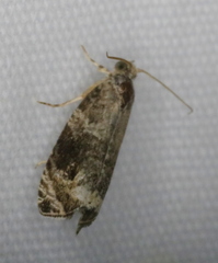 Olethreutes appendiceum