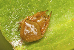 Araneus cyrtarachnoides